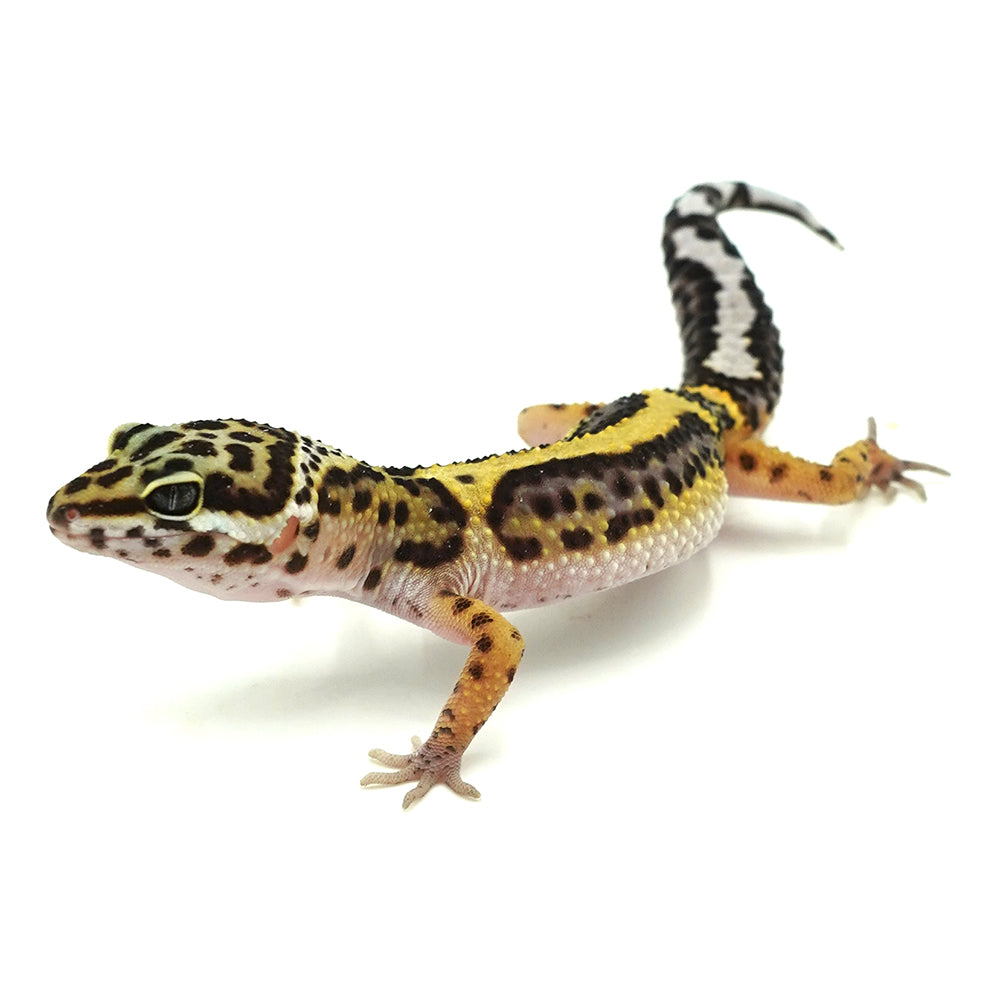 Stripe Leopard Gecko