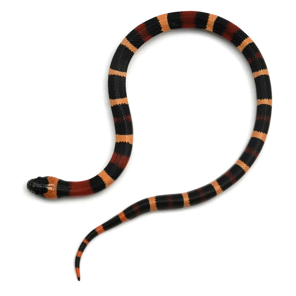 Apricot Pueblan Milk Snake