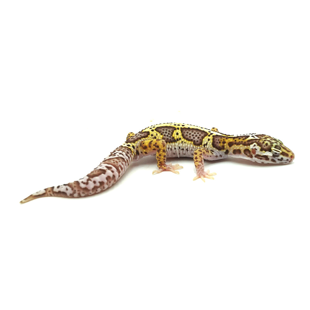 Snow Albino Leopard Gecko