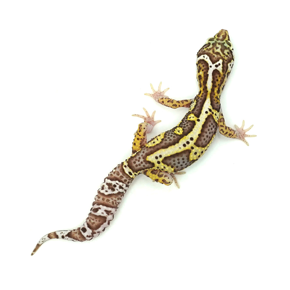 Snow Albino Leopard Gecko