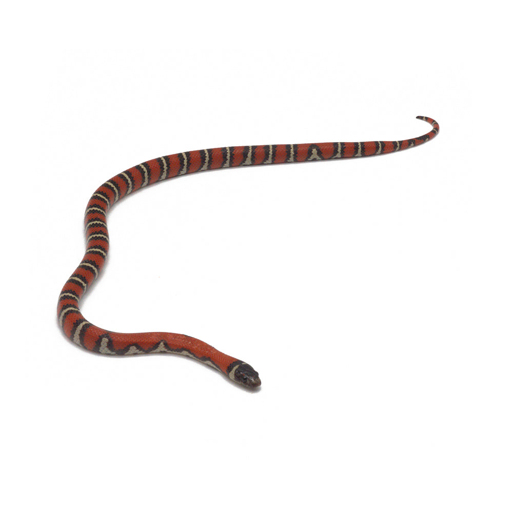 Het. Albino Aberrant Ruthven's Kingsnake