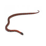 Het. Albino Aberrant Ruthven's Kingsnake