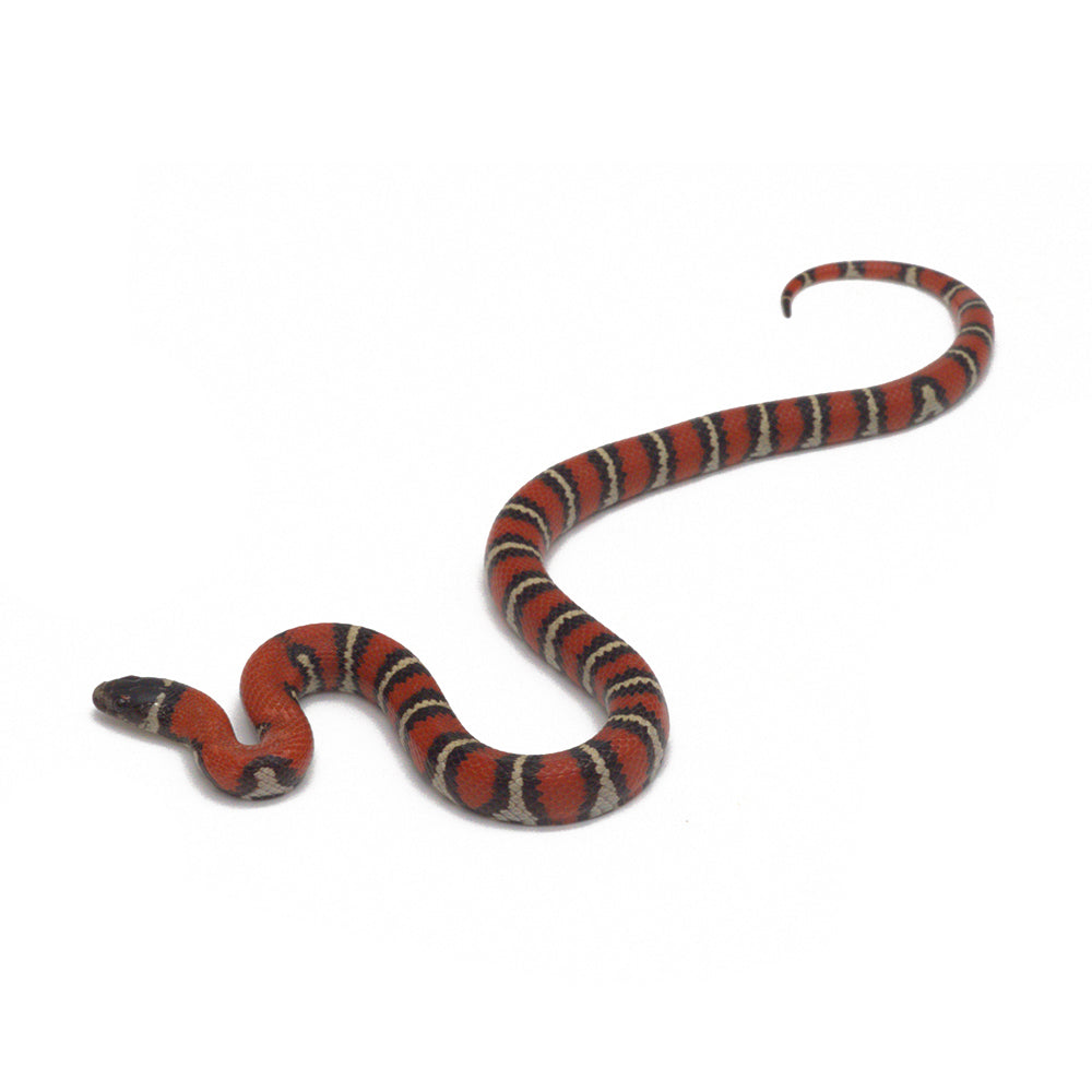 Het. Albino Aberrant Ruthven's Kingsnake