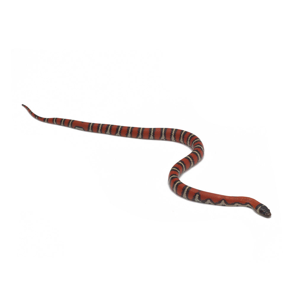 Het. Albino Aberrant Ruthven's Kingsnake
