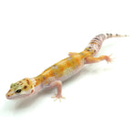 Hypo Leopard Gecko