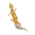 Hypo Leopard Gecko