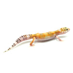 Hypo Leopard Gecko