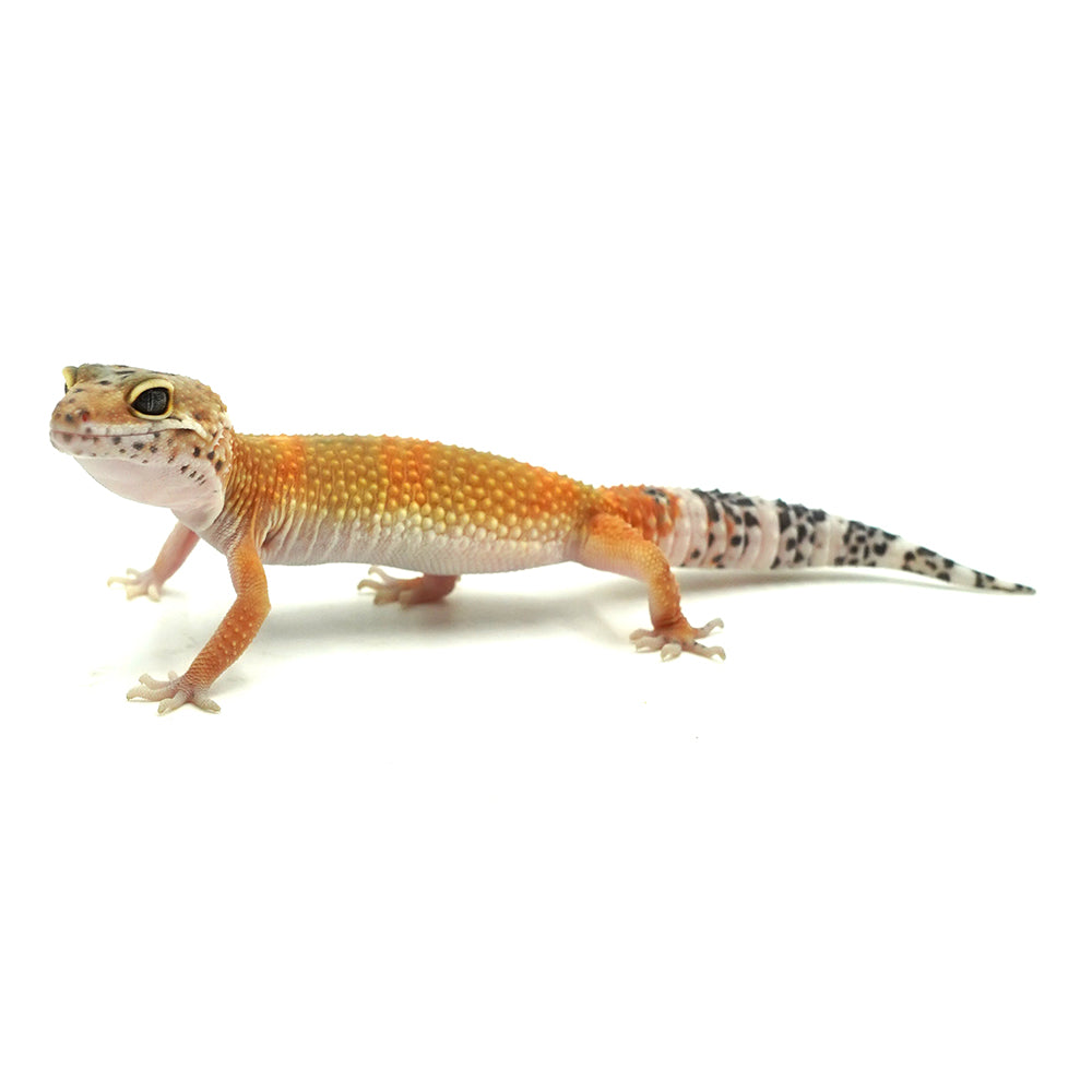 Tangerine Leopard Gecko