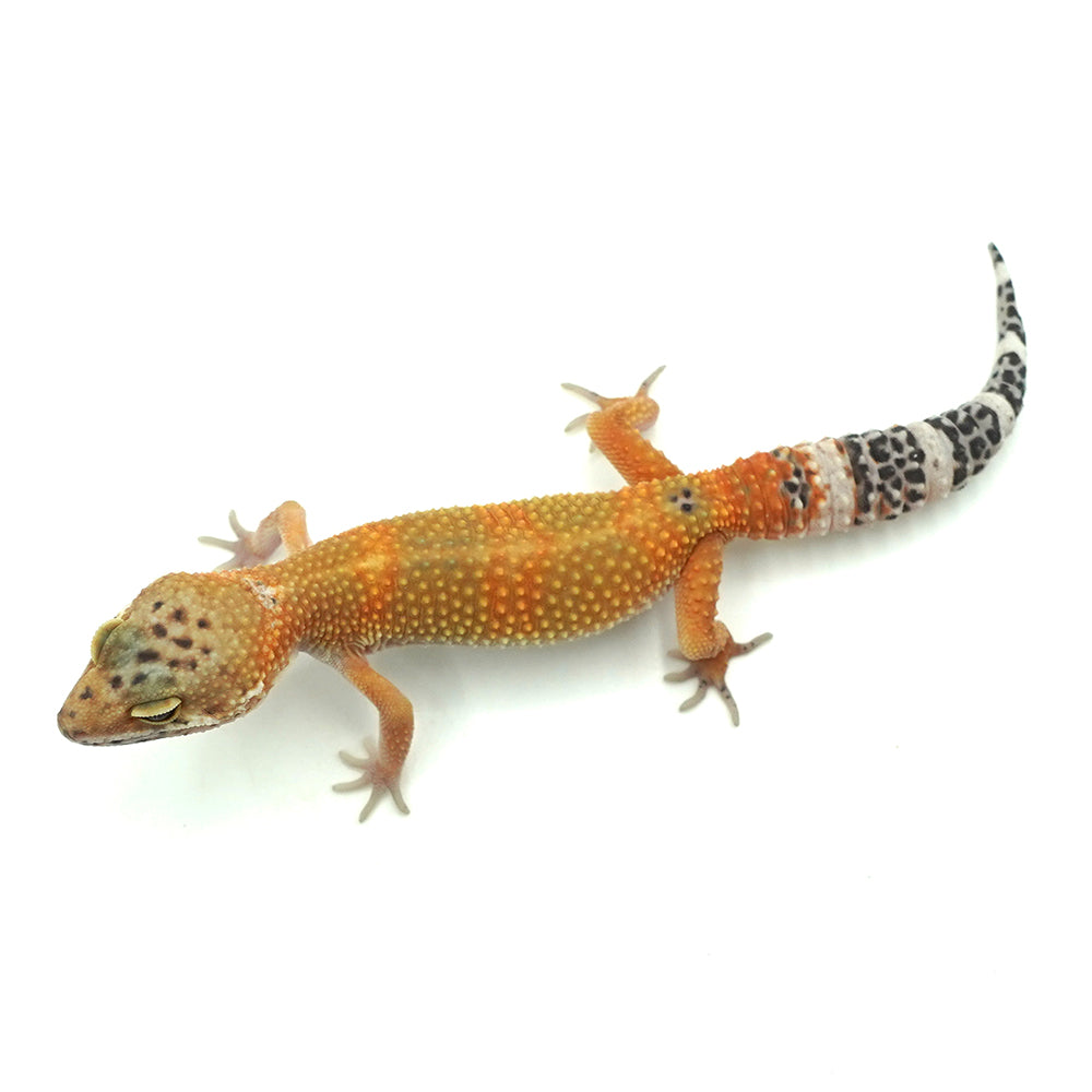 Tangerine Leopard Gecko