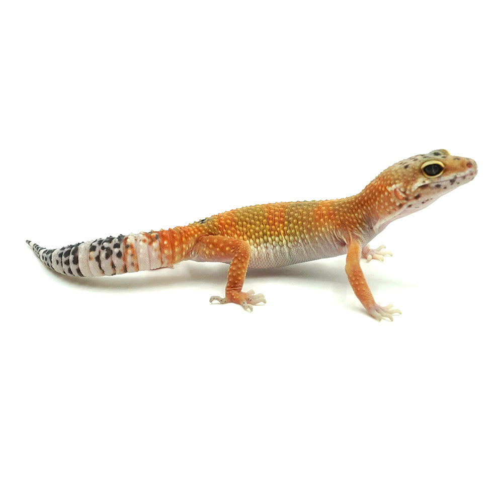 Tangerine Leopard Gecko