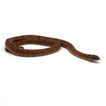 Nuevo Leon Kingsnake