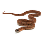 Nuevo Leon Kingsnake