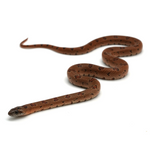 Nuevo Leon Kingsnake