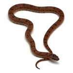 Nuevo Leon Kingsnake