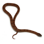 Nuevo Leon Kingsnake