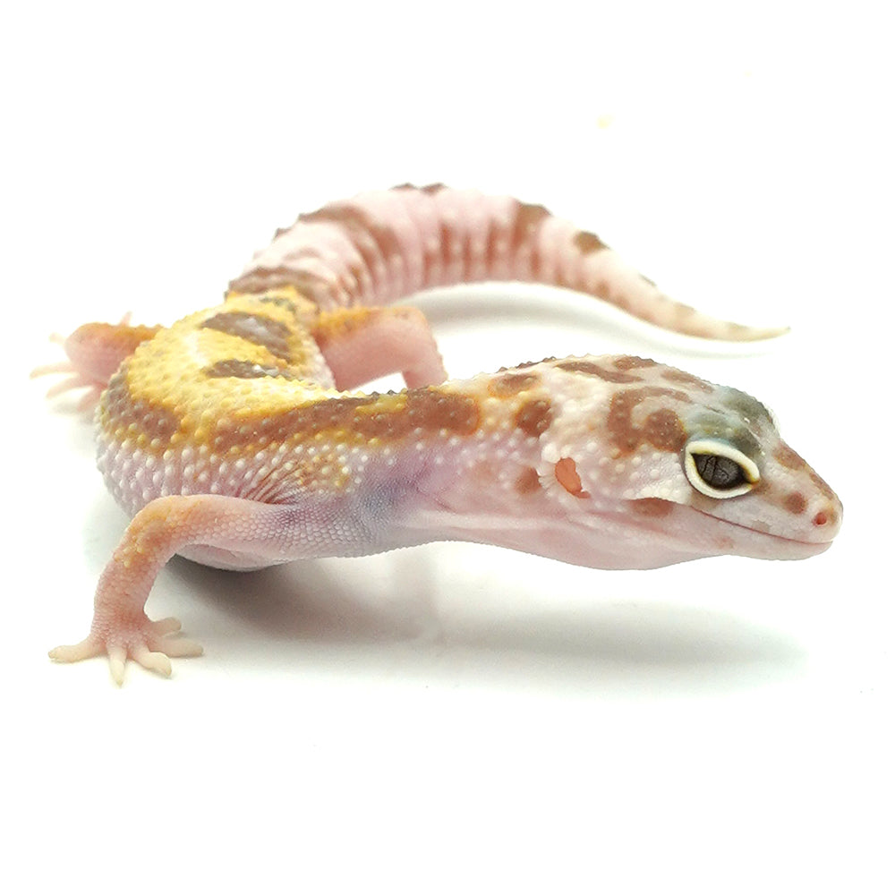 Snow Jungle Albino Leopard Gecko
