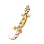 Snow Jungle Albino Leopard Gecko