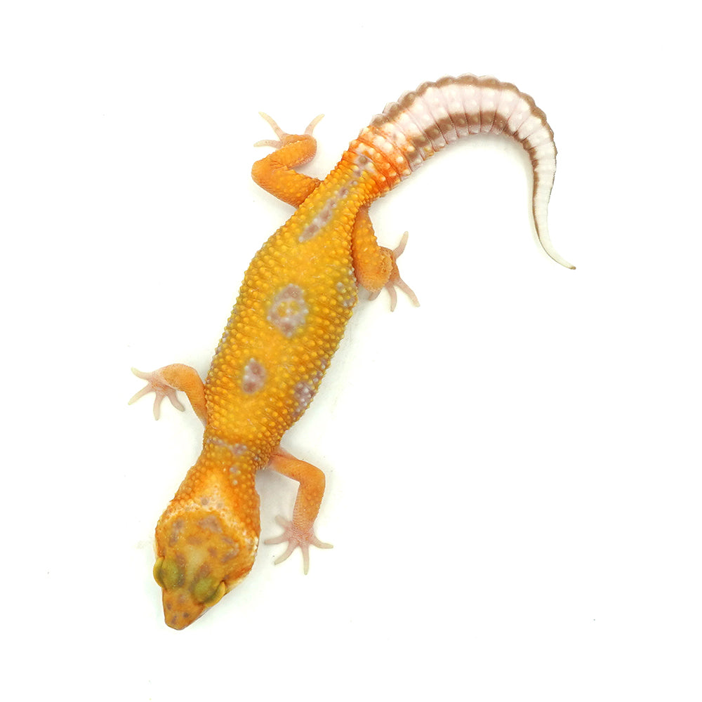 Tangerine Albino Leopard Gecko