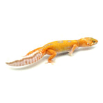 Tangerine Albino Leopard Gecko