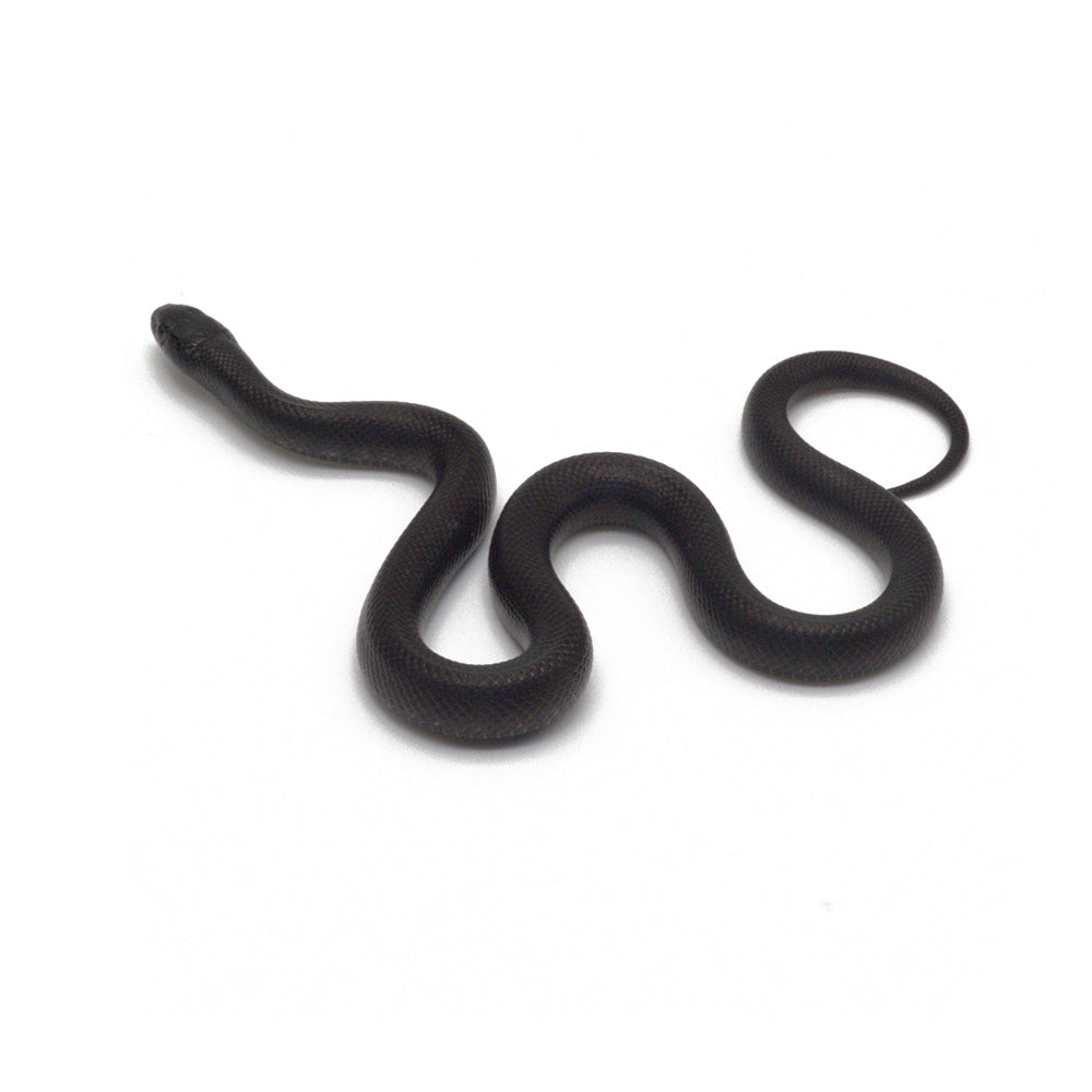 Black Mexican Kingsnake