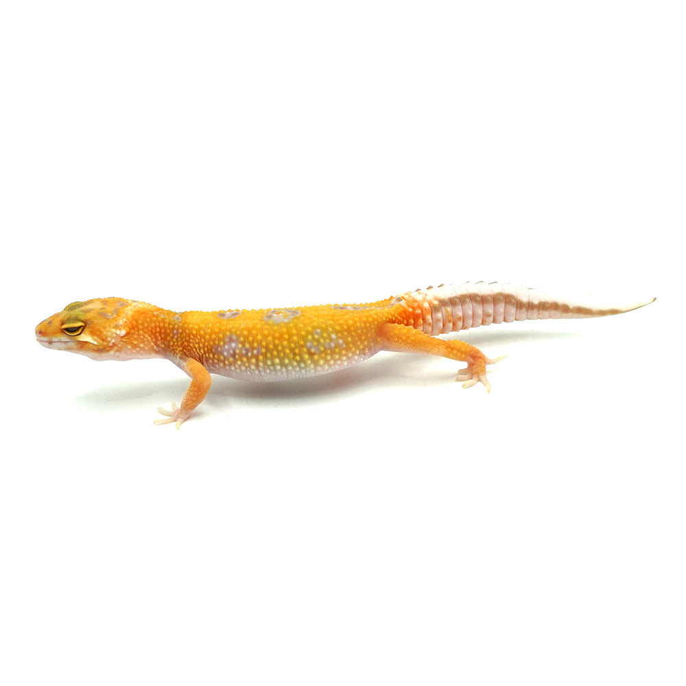 Tangerine Albino Leopard Gecko