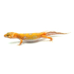Tangerine Albino Leopard Gecko