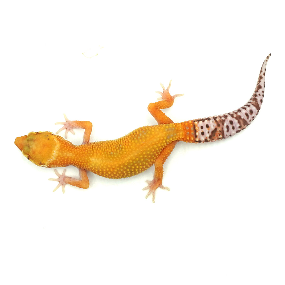 Sunglow Leopard Gecko