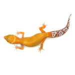 Sunglow Leopard Gecko
