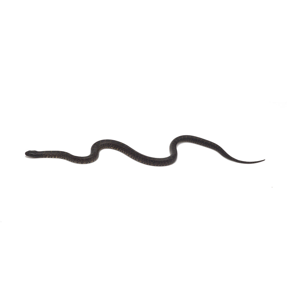 Black Mexican Kingsnake