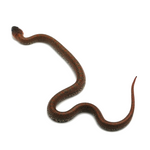 Granite Mexican Kingsnake