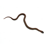 Granite Mexican Kingsnake