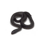 Black Mexican Kingsnake