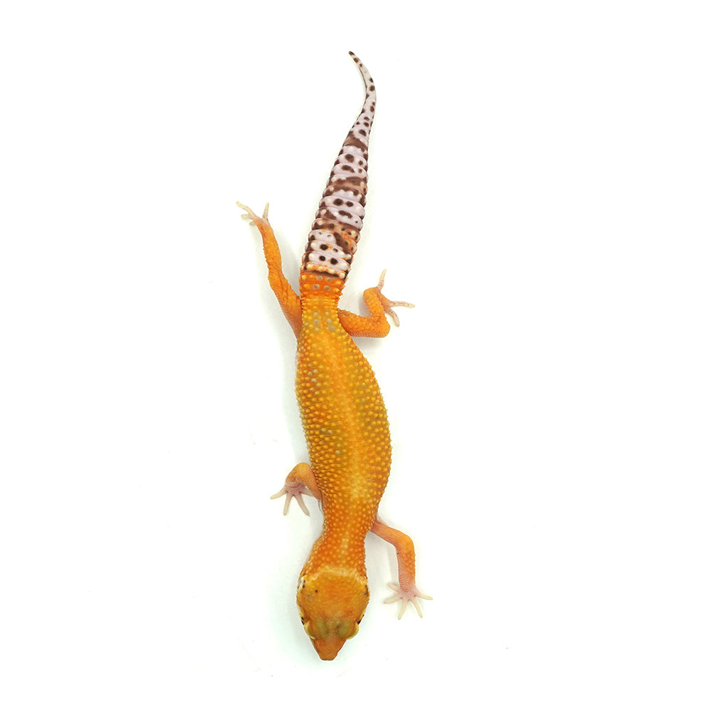 Sunglow Leopard Gecko