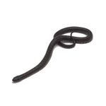 Black Mexican Kingsnake