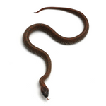 Granite Mexican Kingsnake