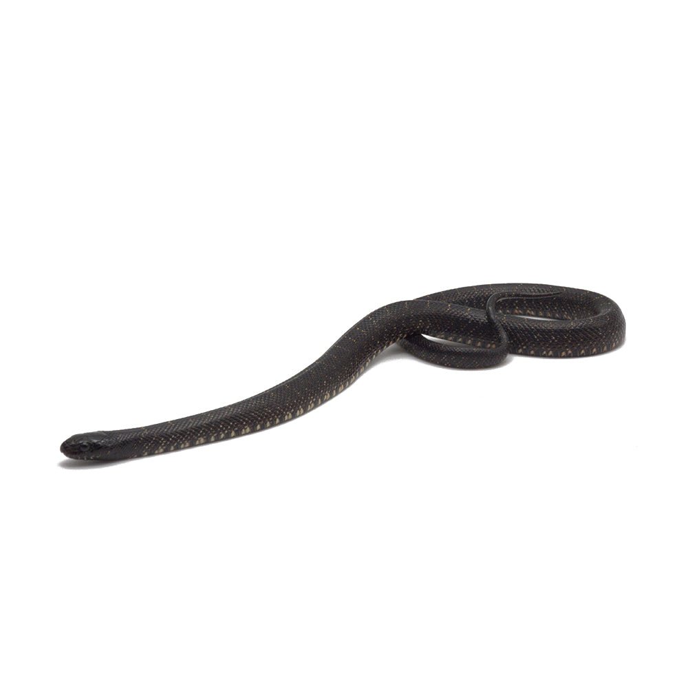 Black Mexican Kingsnake