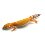 Sunglow Leopard Gecko