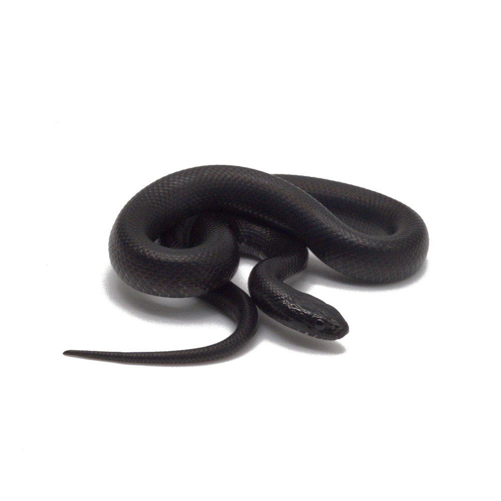 Black Mexican Kingsnake