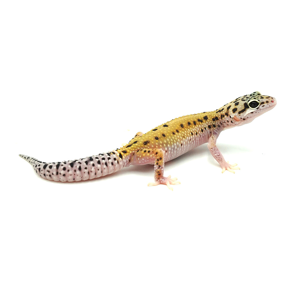Stripe Leopard Gecko