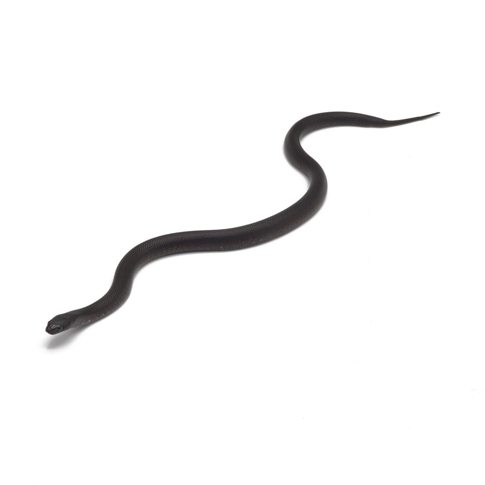 Black Mexican Kingsnake