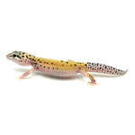 Stripe Leopard Gecko