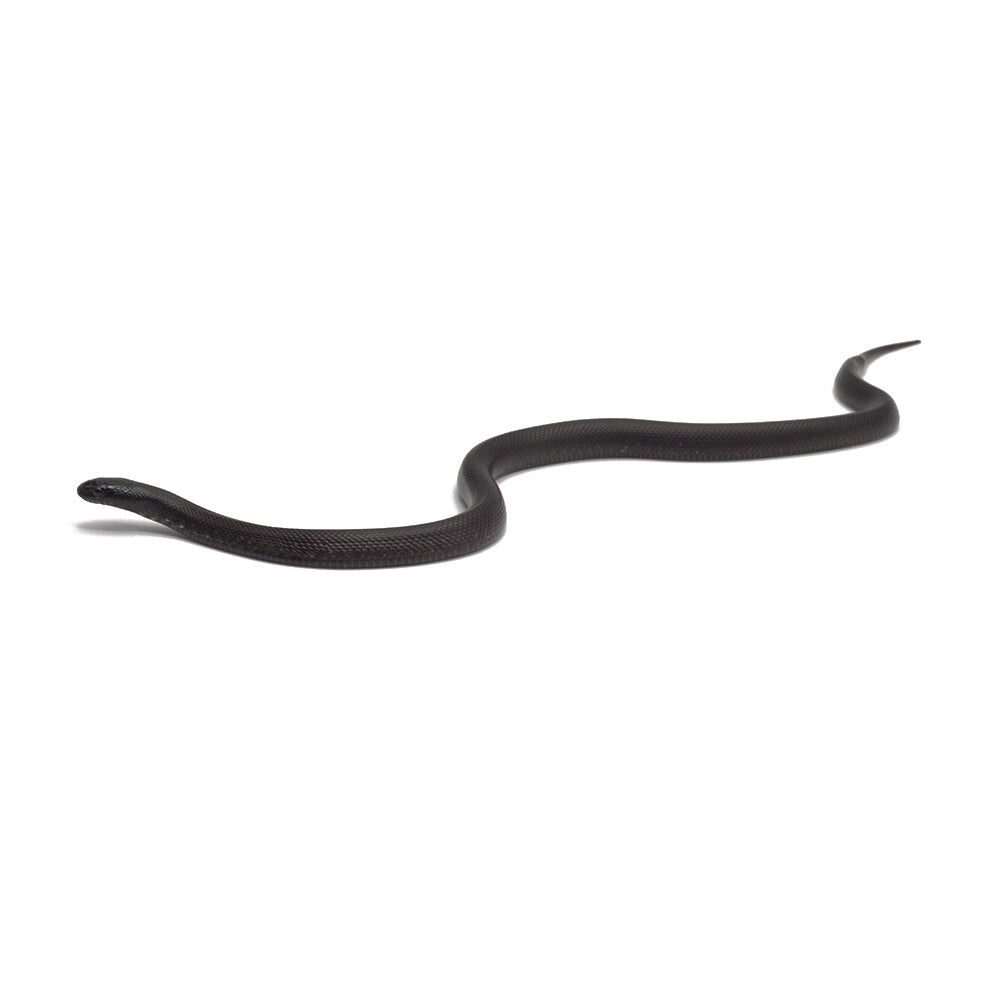 Black Mexican Kingsnake