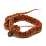 Nuevo Leon Kingsnake