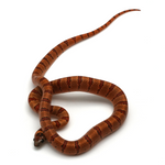 Nuevo Leon Kingsnake