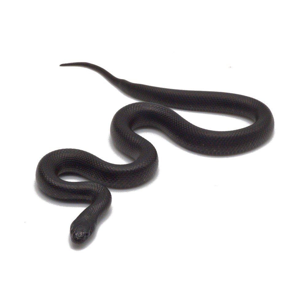 Black Mexican Kingsnake