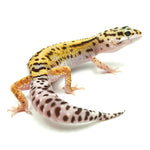 Stripe Leopard Gecko