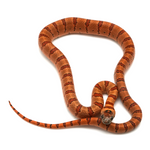 Nuevo Leon Kingsnake