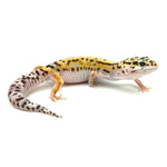 Stripe Leopard Gecko