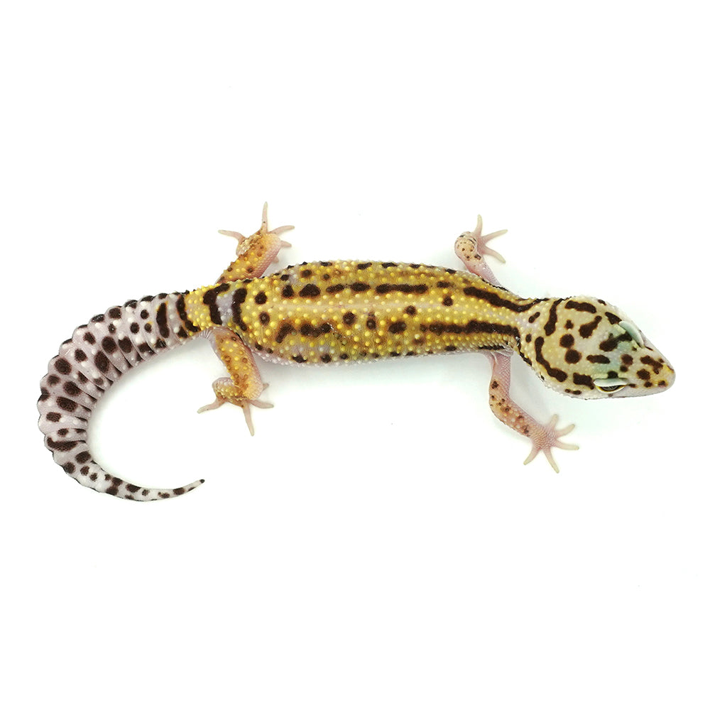 Stripe Leopard Gecko