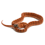 Nuevo Leon Kingsnake